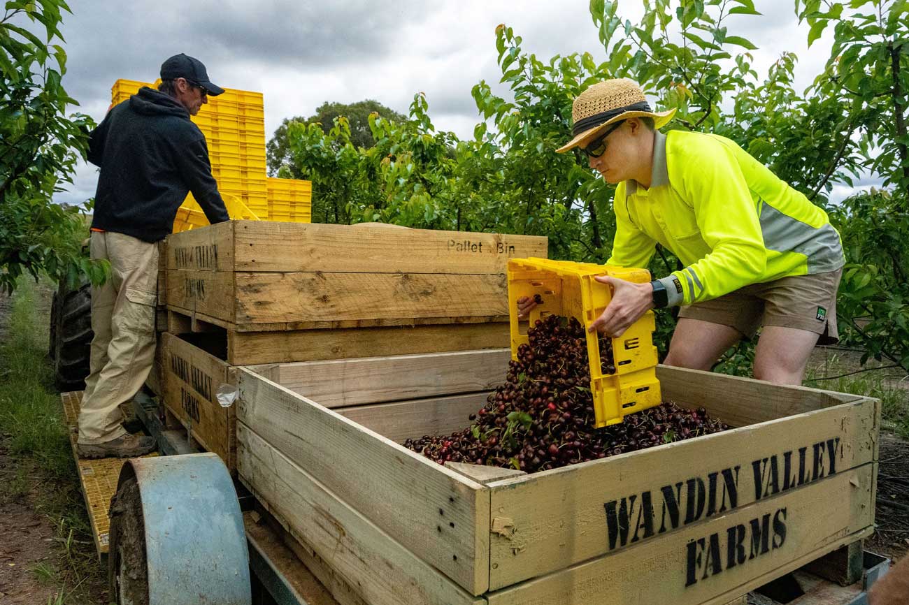 jobs at wandin valley farms