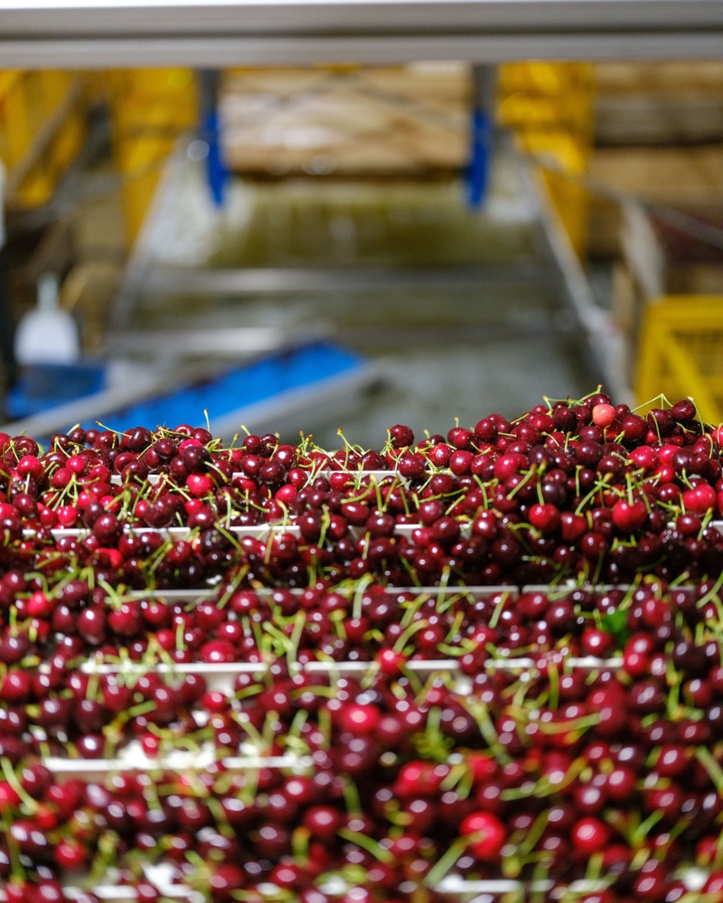 Cherry Packing